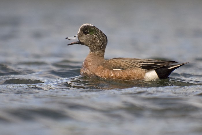 American Wigeon