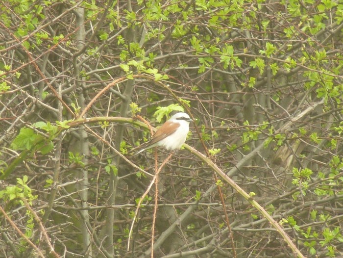 Red-backed Shrike