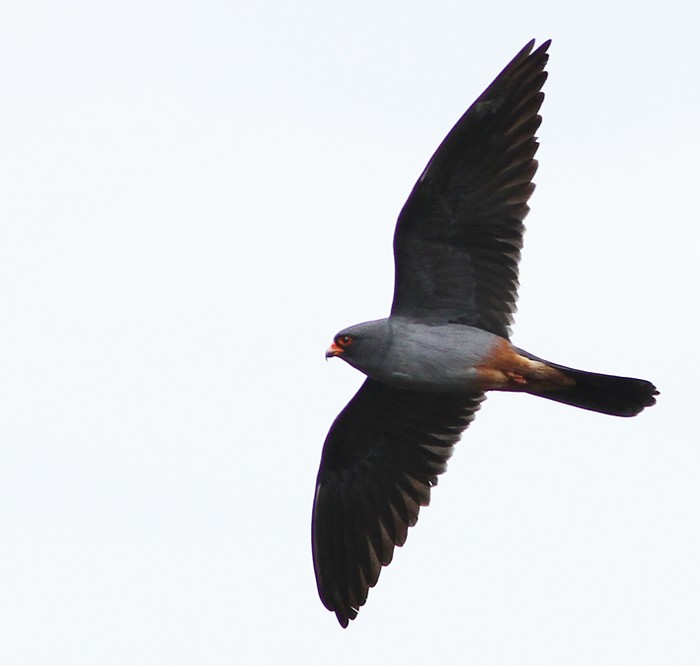 Red-footed Falcon