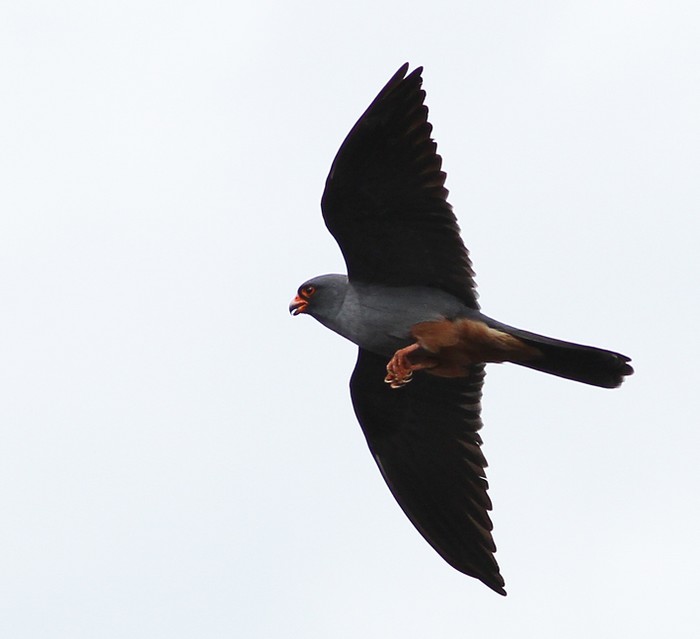 Red-footed Falcon