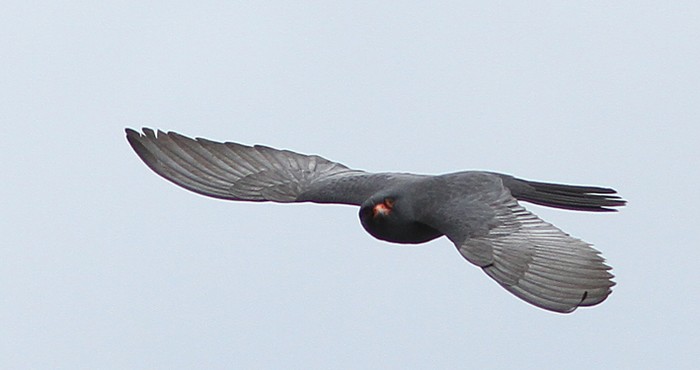 Red-footed Falcon