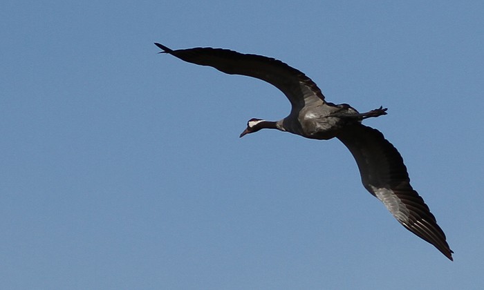 Common Crane