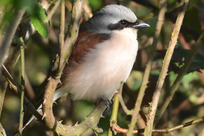 Red-backed Shrike
