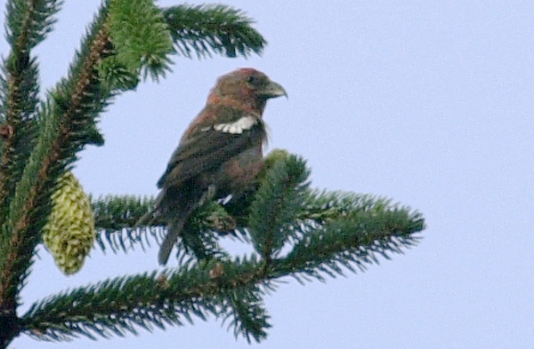 Two-barred Crossbill