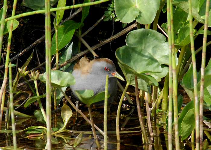 Little Crake