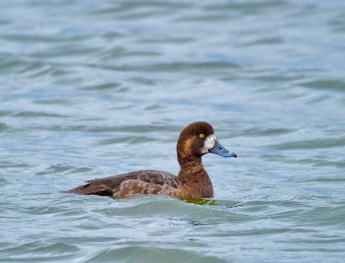Scaup