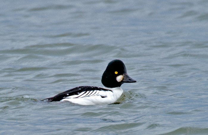 Goldeneye
