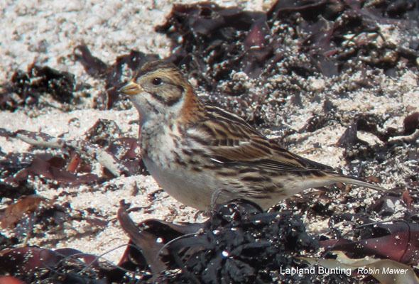 Lapland Bunting