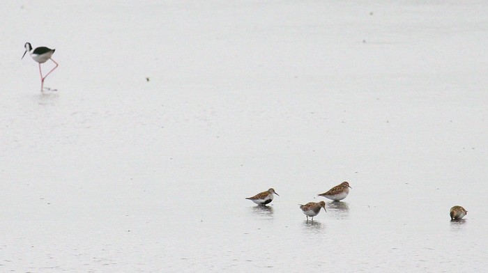 Pectoral Sandpiper