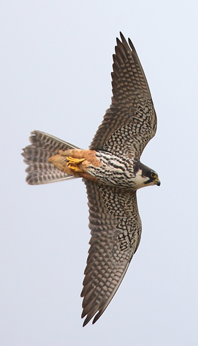 hobby