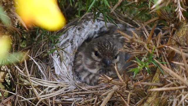 Linnet