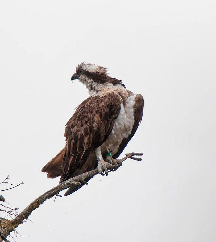 Osprey