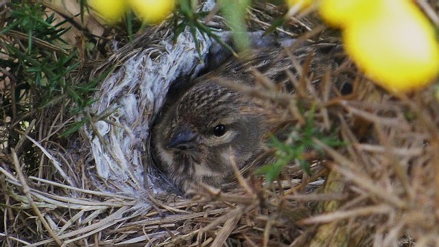 Linnet
