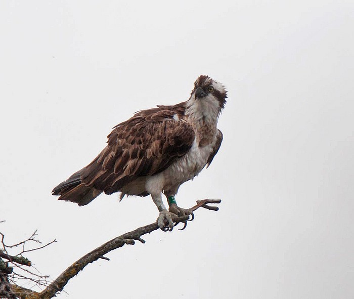 Osprey