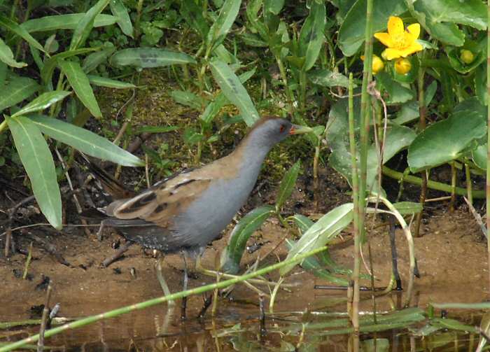 Little Crake