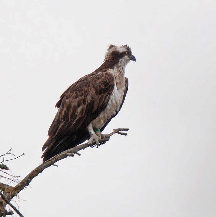 Osprey