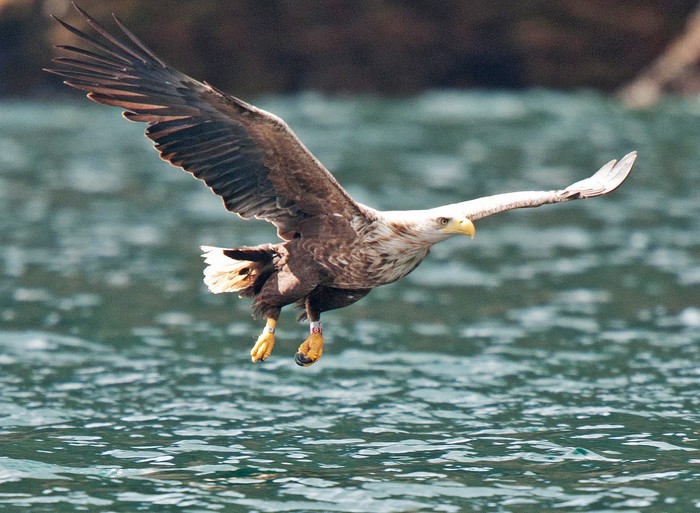 White-tailed Eagle