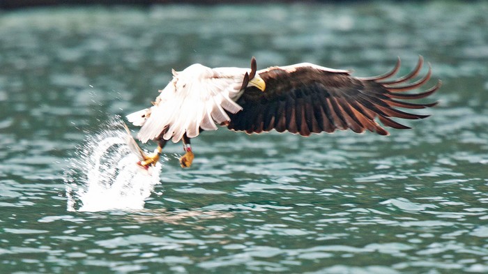 White-tailed Eagle