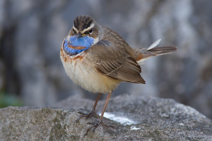 Red-spotted Bluethroat