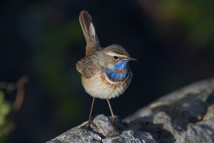 Red-spotted Bluethroat