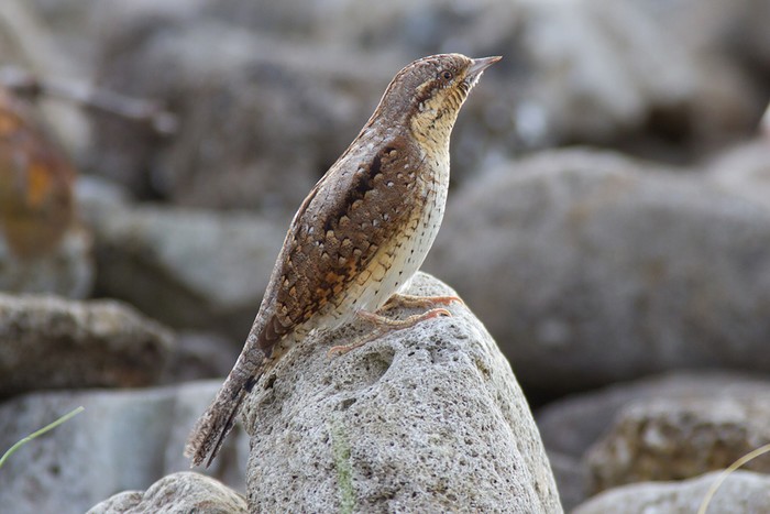 Wryneck