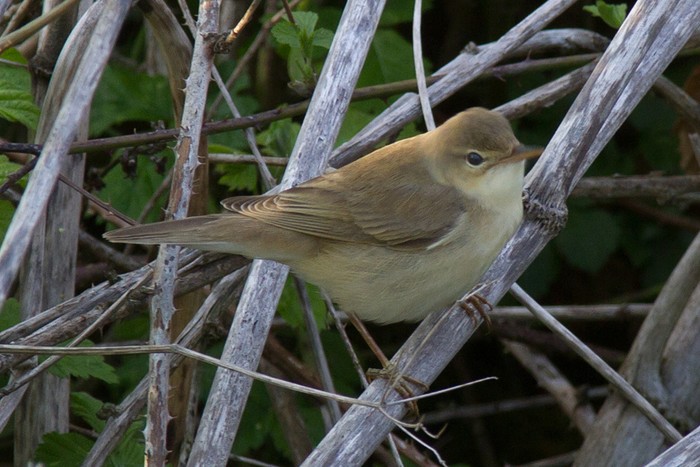 Marsh Warbler