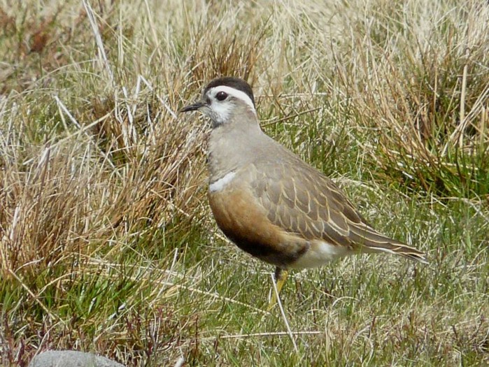 Dotterel