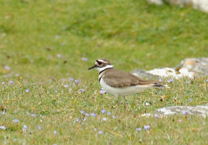 Killdeer