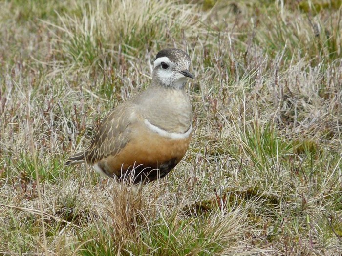 Dotterel