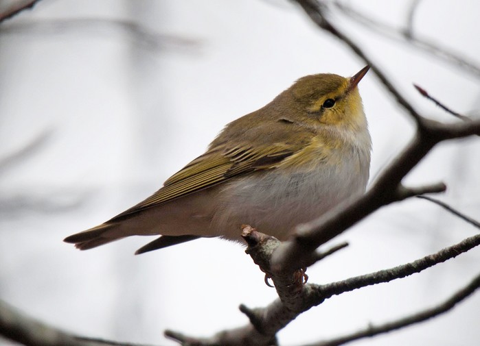 Wood Warbler