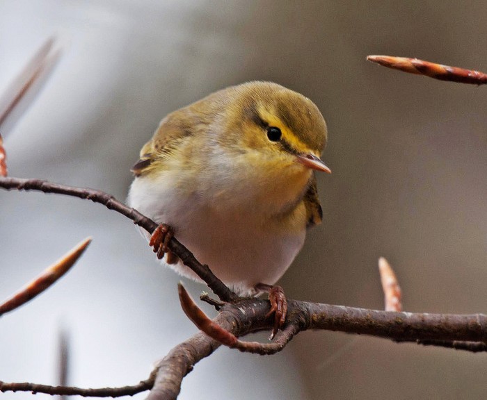 Wood Warbler