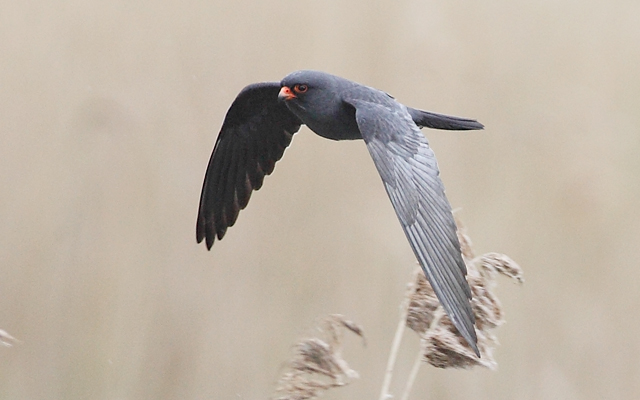 Red-footed Falcon