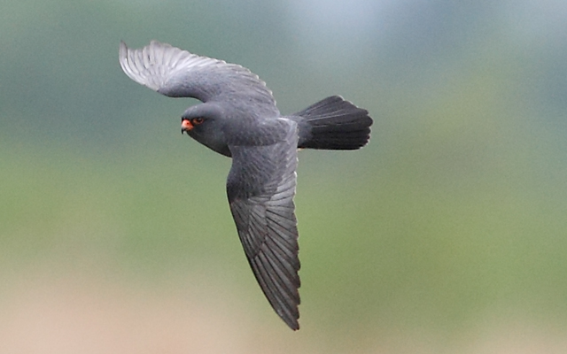 Red-footed Falcon