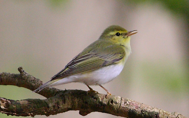 Wood Warbler 