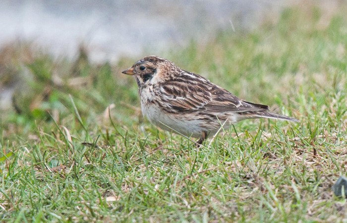 Lapland Bunting