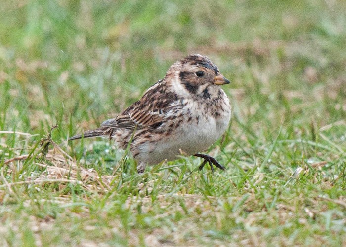 Lapland Bunting