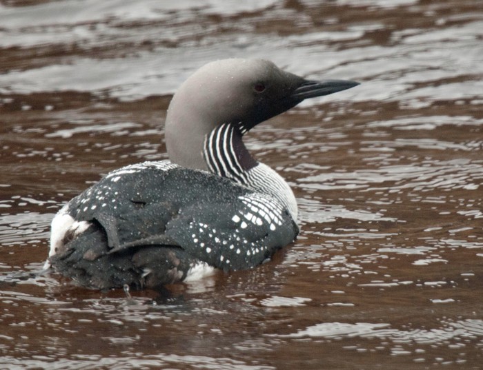 Black-throated Diver