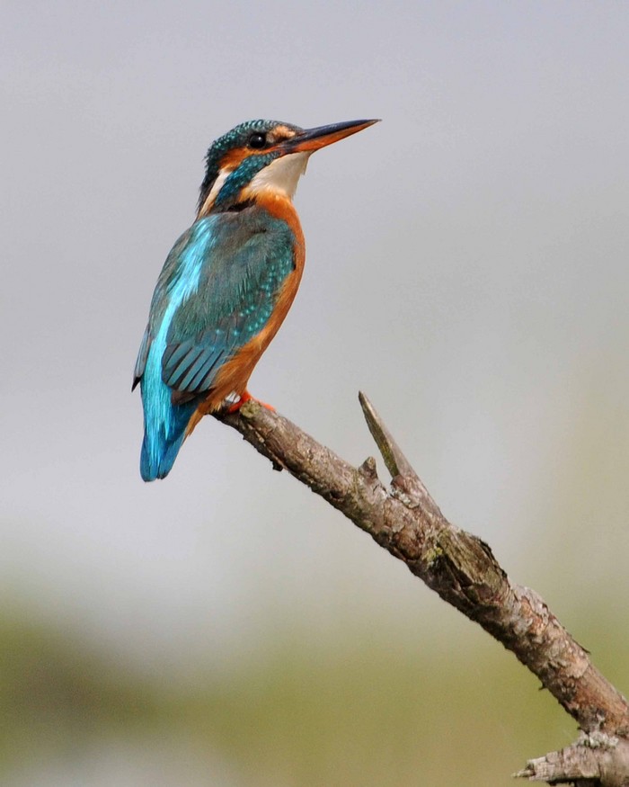 Kingfisher