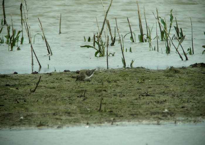 Temminck's Stint