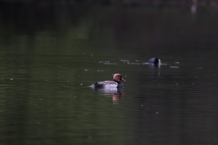 Red-crested Pochard