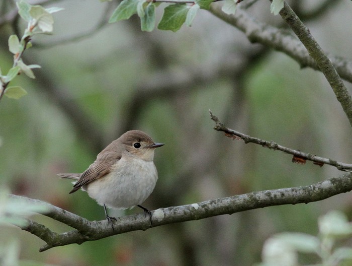 Red-breasted Flycatcher