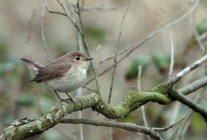 Red-breasted Flycatcher