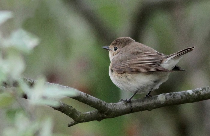 Red-breasted Flycatcher