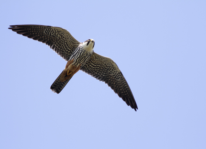 Hobby