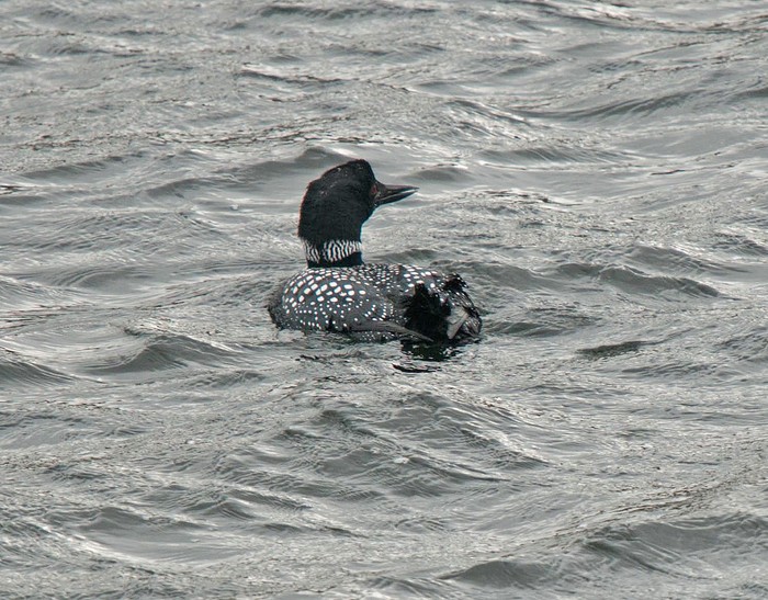 Great Northern Diver