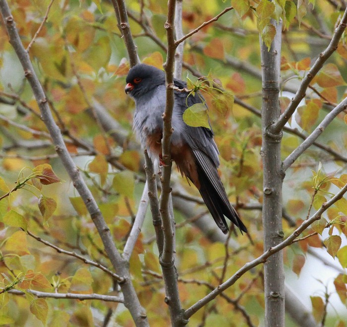 Red-footed Falcon
