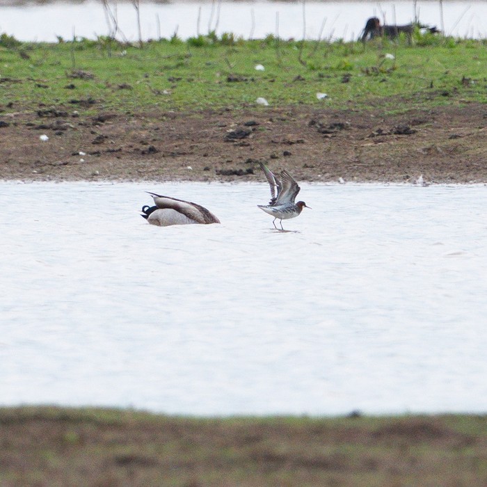Red-necked Phalarope