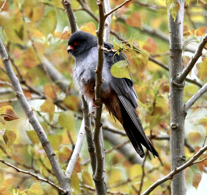 Red-footed Falcon