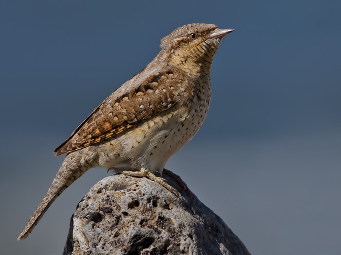 Wryneck