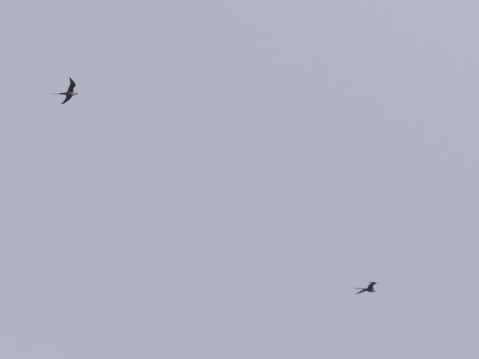 Long-tailed Skua